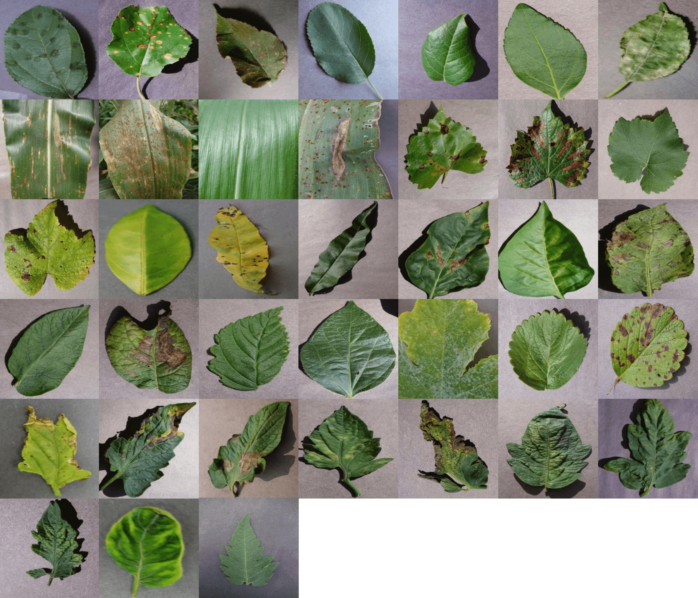Plant Disease Detection